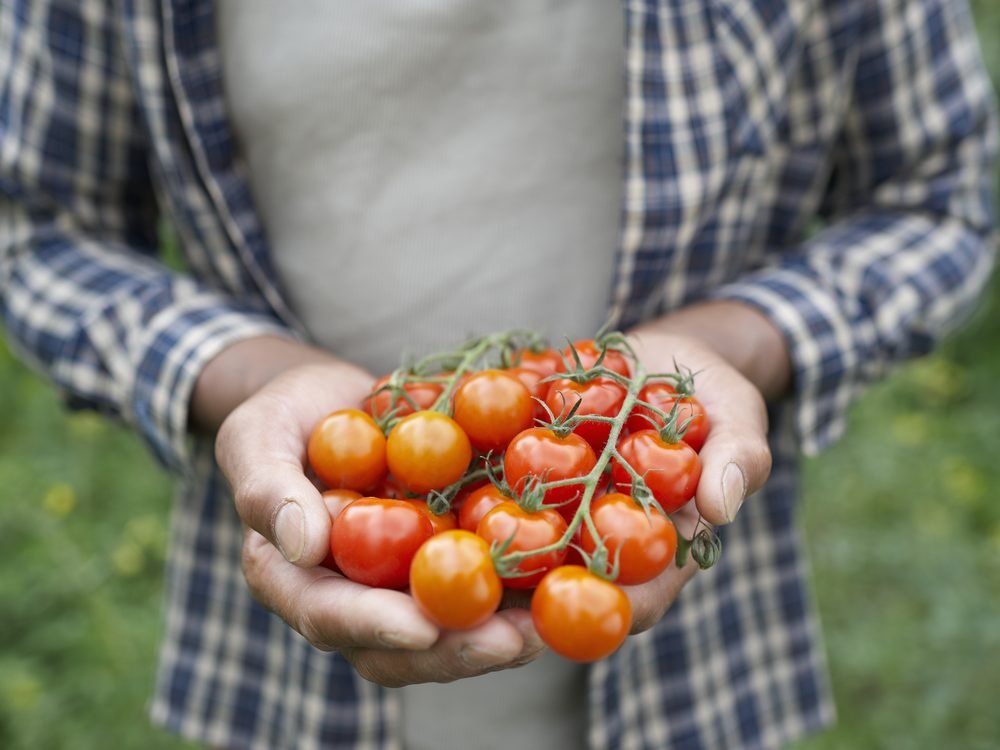 Two hands holding a bunch of freshly picked cherry tomatoes
