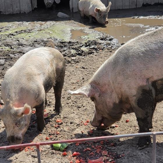Two pigs eating watermelon in the sanctuary yard