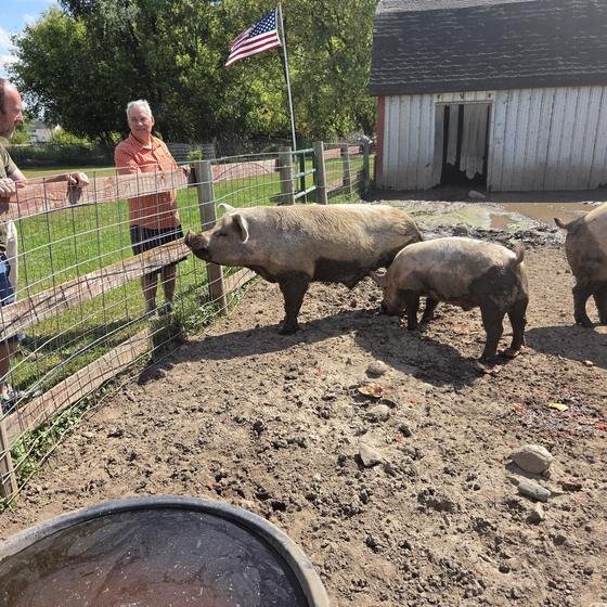 Visitors watching pigs from the fence line