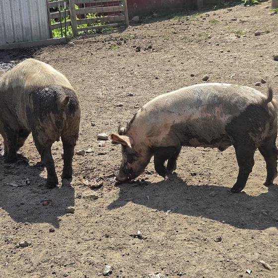 Two pigs rooting in the dirt