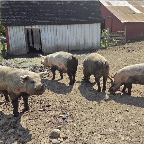 Four pigs gathered in front of the white barn