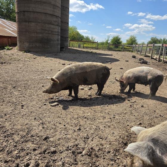 Pigs roaming their yard beside the silo