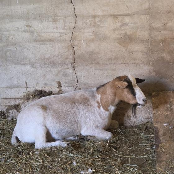 A tan and white goat resting on straw