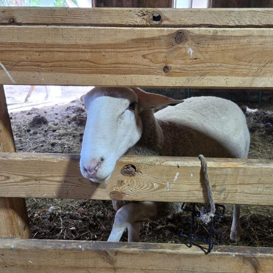 A sheep peeking between wooden fence rails