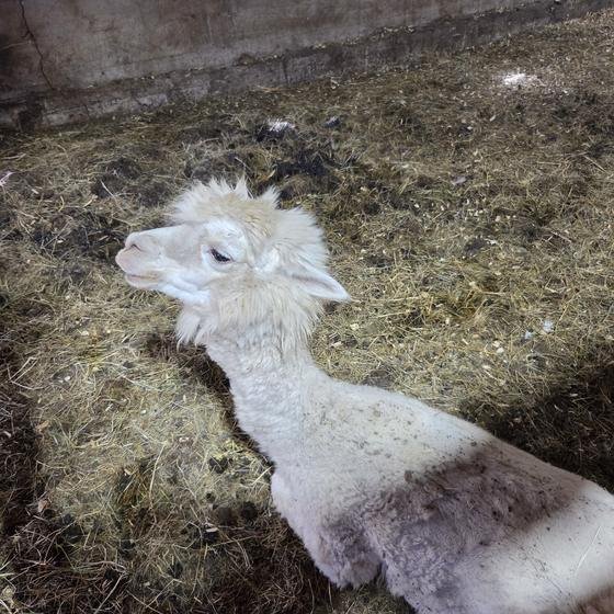A white alpaca lying in the straw