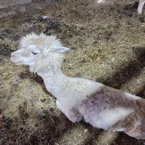 A white alpaca resting in a sunny spot in the barn