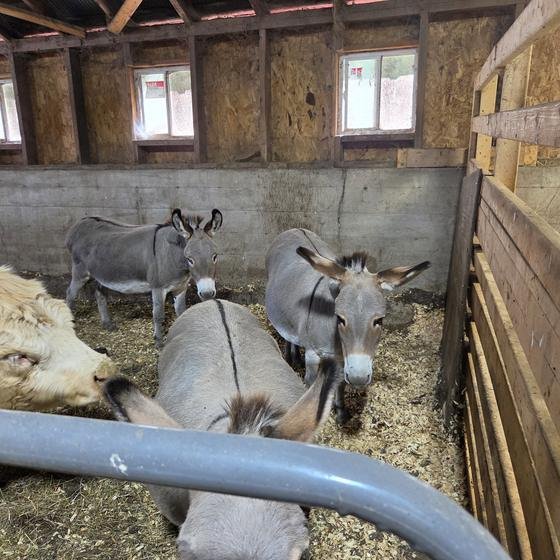 Miniature donkeys and a cow sharing a barn stall