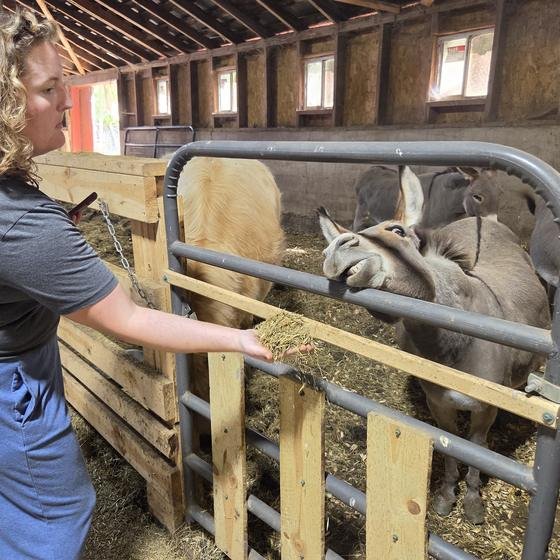 A Harvest Pack team member feeding hay to the donkeys