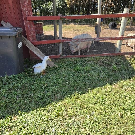 A white duck walking past the pig pen