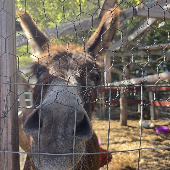 A curious donkey pressing its nose up to the fence