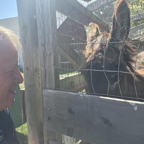 A Harvest Pack team member face to face with a donkey