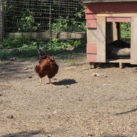 A red hen strutting past a little red coop