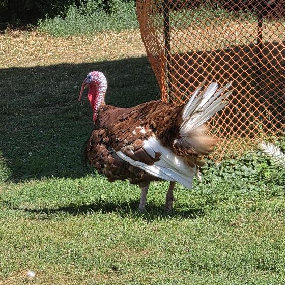 A turkey showing off its feathers on the lawn