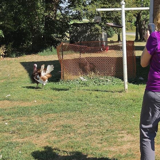 A visitor photographing a turkey