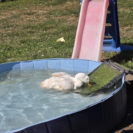 A white duck paddling in a kiddie pool