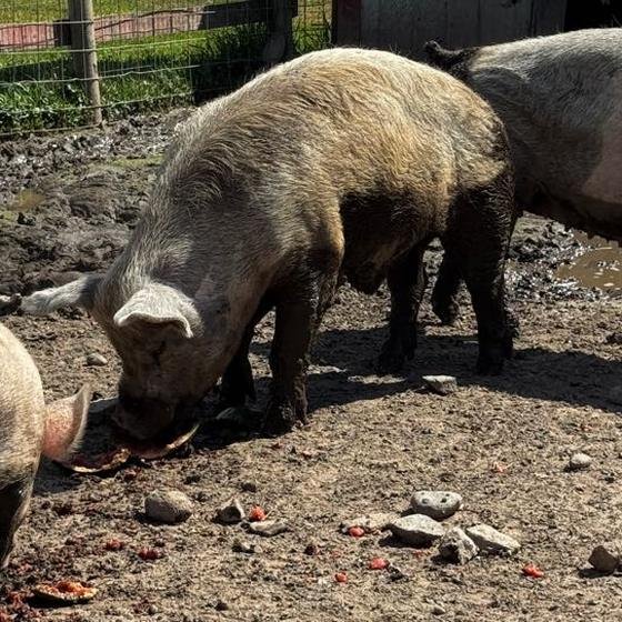 Three pigs sharing a snack