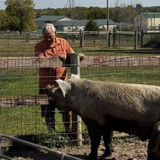 Visitors at the fence watching two pigs