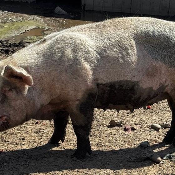 A large pig in profile, mid snack