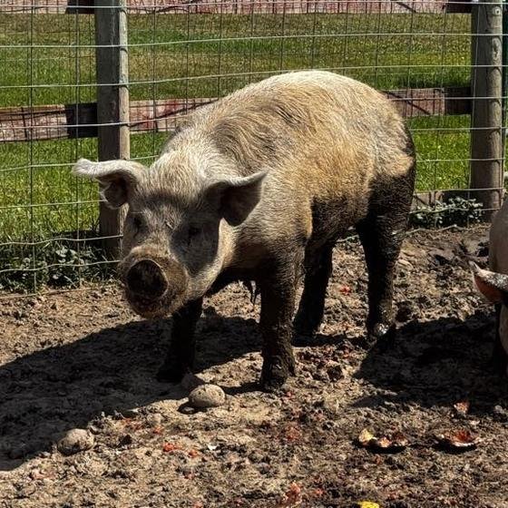 Two pigs standing side by side