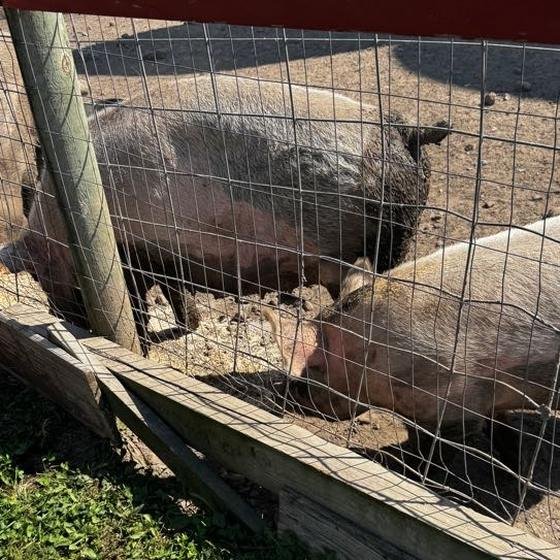 Pigs lining up at the trough