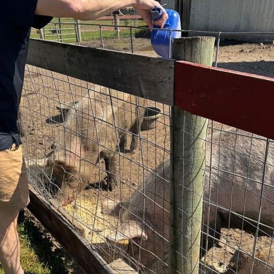 A visitor pouring collected ingredients into the pigs' trough with a blue scoop