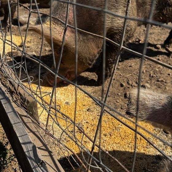 Pigs eating donated ingredients at the trough