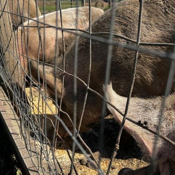 Pigs eating side by side at the trough