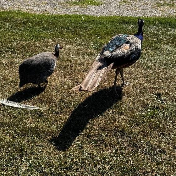A peacock and a guinea fowl walking across the grass